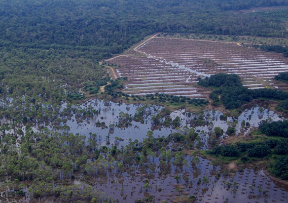 This series of pictures clearly highlights the fact that these land areas were not suitable for conversion to oil palm.  Note, the difference between the flooded oil palm plantation areas and the forest with native trees.  This clearly illustrates that oil palm should not be planted here and the land should be replanted back into native forest. Photo credit HUTAN/Marc Ancrenaz.
