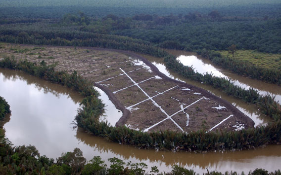 A prime example of an area that should not be cultivated for oil palm and should be reverted back to native forest.  Photo credit HUTAN/Marc Ancrenaz.