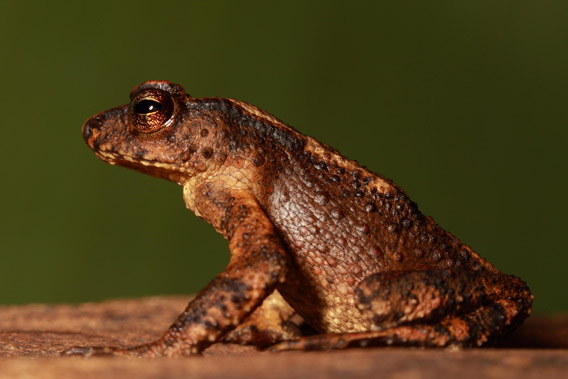 The Kandyan dwarf toad hadn't been seen for over a century until researchers stumbled on it in 2009. Photo courtesy of: L.J. Mendis Wickramasinghe.