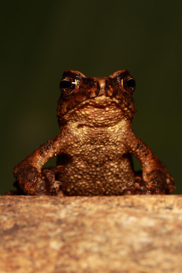 Another view of the Kandyan dwarf toad. Photo courtesy of: L.J. Mendis Wickramasinghe.