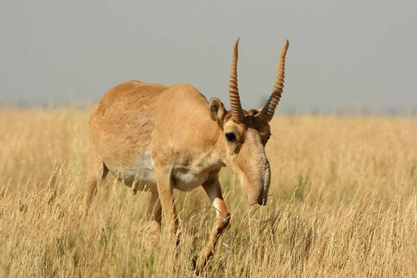 An adult male saiga.  Photo by: Nils Bunnefeld.