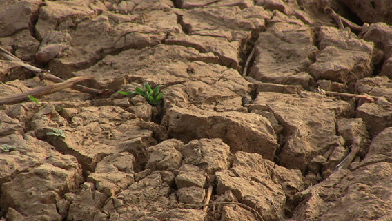 A sprouting plant bakes under the desert sun anchored by dried-up cracking bars of mud and silt deposited over time by Niger River currents. Photo by: Linda Leila Diatta.