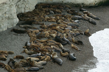 South American sea lions at the Punta Loma rockery. Photo by: JF Thye.