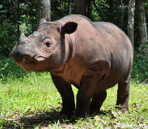 Ratu (above) and the baby male are doing well. Photo by: International Rhino Foundation.