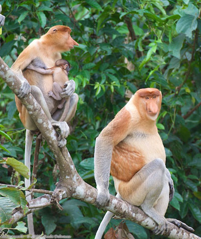  Sabah’s proboscis monkey (Nasalis larvatus) population is declining due to habitat loss as riparian forest are continually destroyed to plant oil palm and mangrove areas reclaimed for development. Photo courtesy of Rudi Delvaux/DGFC/SWD. 