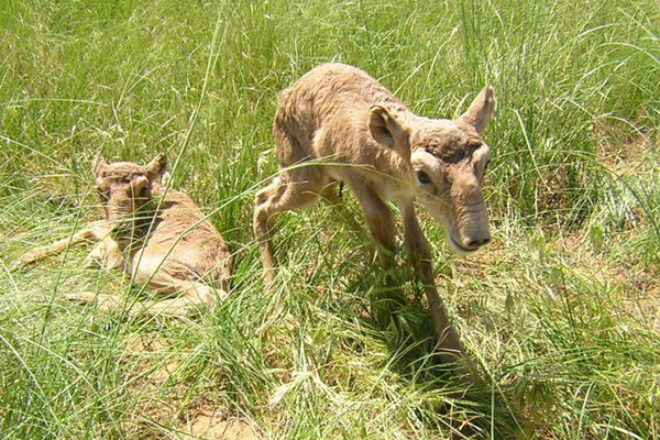 Saiga calves.  Photo by: Nils Bunnefeld.