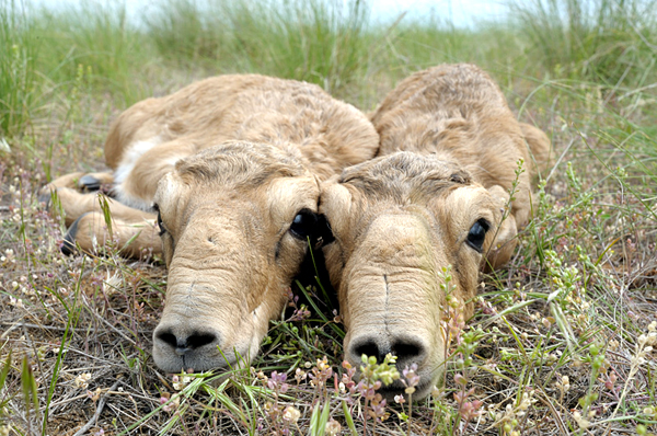 A pair of saiga calves.  Photo by: Igor Shpilenok.