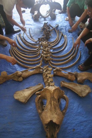 3.	Esqueleto del que seguramente fuera el último rinoceronte vietnamita. Foto por cortesía de WWF.