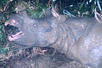 Acercamiento a un rinoceronte vietnamita capturado en una trampa de cámara antes de que el último individuo pereciera a manos de cazadores furtivos. Foto cortesía de WWF. 