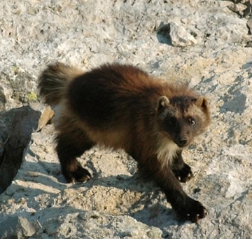 A wolverine is caught on camera patrolling its range in the Greater Yellowstone Ecosystem. Photo by: Mark Packila/Wildlife Conservation Society (WCS).