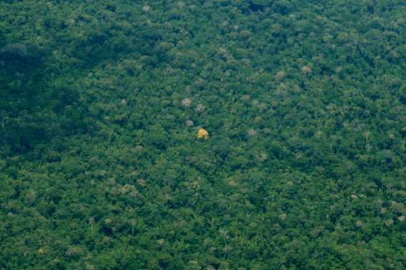 A single tree blooms in the Amazonian canopy of Yasuni National Park.  Photo by: Jeremy Hance.