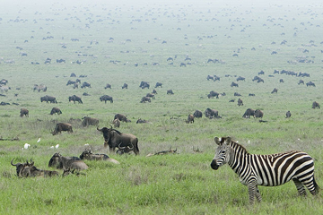 Zebra and wildebeest on the Serengeti. Photo by: David Dennis. 