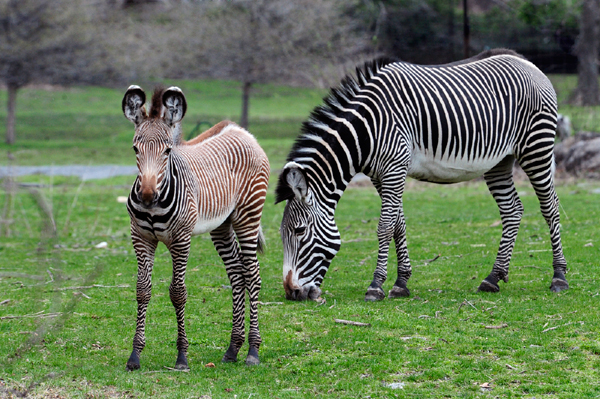Born at the beginning of the year, a Grey's zebra foal has made its first appearance at the Wildlife Conservation Society's (WCS) Bronx Zoo. Photo by: Julie Larsen Maher.
