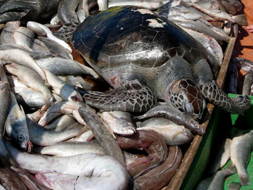 By-catch: species that are accidently killed by industrial fishing methods. Photo by: A. Fallabrino. 