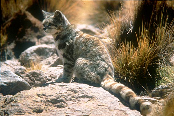  The Andean cat. © Jim Sanderson, PhD/Small Wild Cat Conservation Foundation..