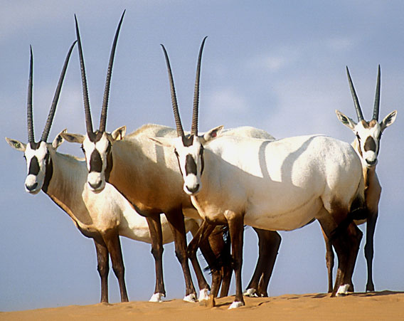 Formerly occurring throughout most of the Arabian Peninsula, the Arabian Oryx has been reintroduced to five countries. Illegal live capture for sale to private collections remains a constant threat, and poaching continues to threaten individuals who wander outside of release sites. Drought and overgrazing have affected habitat quality in places, limiting potential future release sites. Despite these issues, its relatively steady wild population growth qualifies the Arabian Oryx to be downlisted in 2011 from Endangered to Vulnerable. Photo by: David Mallon