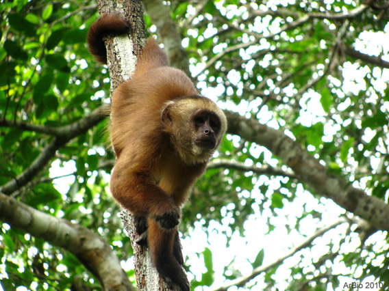 Brown capuchin (Cebus apella), observed in social groups of 6 to 18 individuals. Photo by: Arbio.