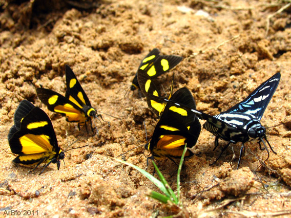 The Madre de Dios region is characterized by the world's highest diversity of butterflies. There are over 1200 species. Photo by: Arbio.