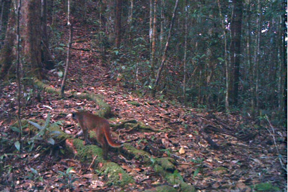 The elusive bay cat, taken by motion-triggered camera-trap in the Kelabit Highlands of Sarawak, Malaysian Borneo. Copyright: J. Brodie & A. Giordano.