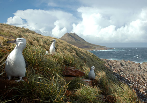 Albatross along the Patagonian Sea. Photo by: G. Harris.
