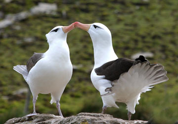 The black browed albatross is listed as Endangered by the IUCN Red List. Photo courtesy of Claudio Campagna. 