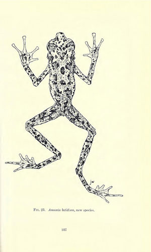 Sketch of the Bornean rainbow toad. Prior to Dr. Das’s rediscovery, this was the only image depicting what the mysterious toad looked like. Reproduced in Inger (1966) © Fieldiana Zoology
