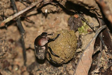 The world's dung beetles have a dirty job, but someone has to do it: feeding exclusively on feces dung beetles play a big role in nutrient and soil recycling. This beetle was photographed in Malaysian Borneo. Photo by: Rhett A. Butler. 