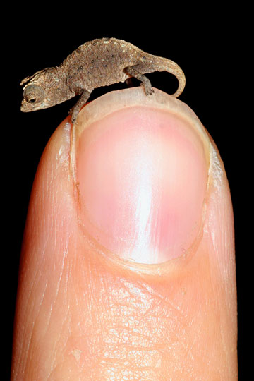 Juvenil de Brookesia micra en la punta del dedo. 