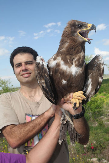 Cagan Sekercioglu releasing a rehabilitated Steppe Eagle in Igdir, Turkey. Photo courtesy of: Cagan Sekercioglu.