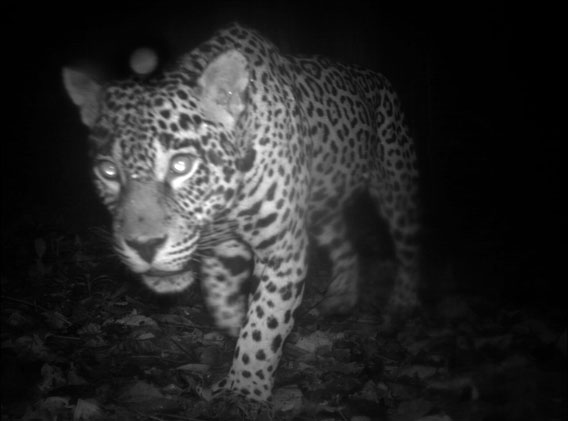  Un jaguar (Panthera onca), especie casi amenazada, en la Reserva Natural de Surinam Central. Entre los sitios evaluados, Surinam presentó la más alta diversidad de especies. Fotografía cortesía de Conservación Internacional Surinam (Conservation International Suriname), miembro de la red TEAM. 