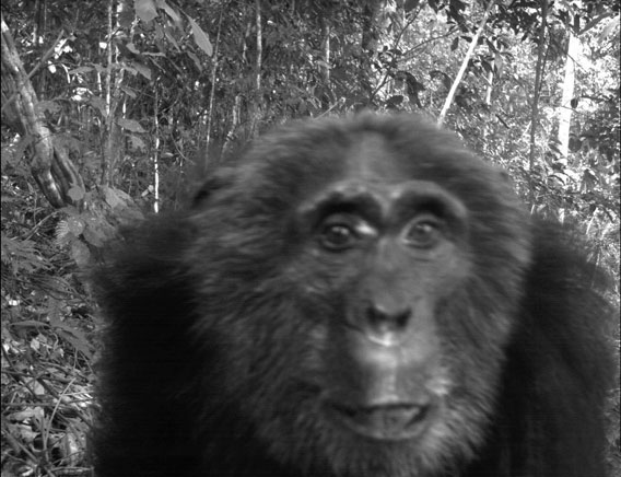 Chimpancé (Pan troglodytes), especie en peligro de extinción, captado en la Selva Impenetrable de Bwindi en Uganda. Cortesía de la Sociedad para la Conservación de la Vida Silvestre (Wildlife Conservation Society), miembro de la red TEAM. 