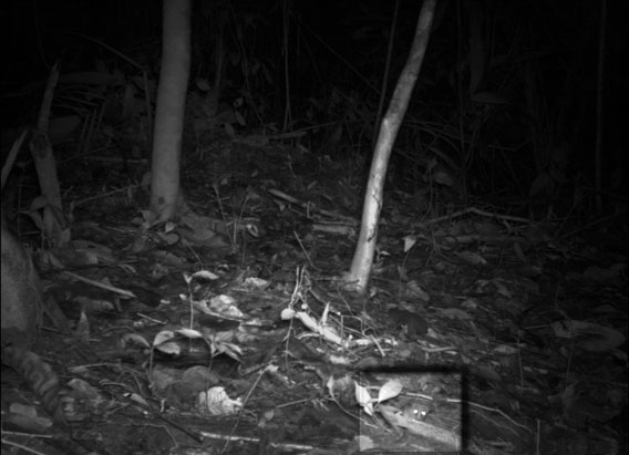 Observe atentamente la parte inferior de la fotografía y encontrará el reflejo de los ojos de un ratón marsupial de Lineo (Marmosa murina) en la Reserva Natural de Surinam Central. Ésta fue la especie más pequeña registrada durante el estudio. La longitud del cuerpo es de aproximadamente 10-12 centímetros y la de la cola de 12-20 centímetros. Cortesía de Conservación Internacional Surinam (Conservation International Suriname), miembro de la red TEAM.
