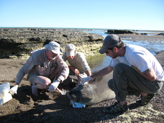 Campagna and team tag elephant seal. Photo by: Victoria Zavattieri.