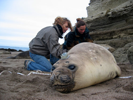 Victoria Zavattieri and Marcela Uhart from WCS tagging elephant seal. Photo by: Claudio Campagna.
