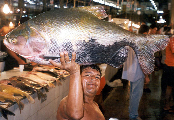  The giant ytambaqui (Colossoma macropomum)  in Manaus Fish Market, Brazil. Photo by: Thorke Østergaard.
