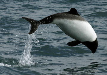 Commerson's dolphin . Photo by: G. Coll.  