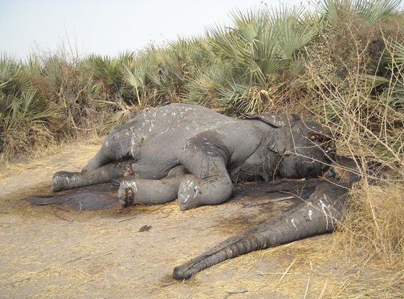 elephant poached