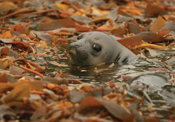 Young elephant seal. Photo by: V. Falabella.  