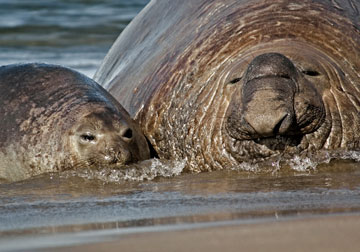 Elephant seals. Photo by: W. Conway.     
