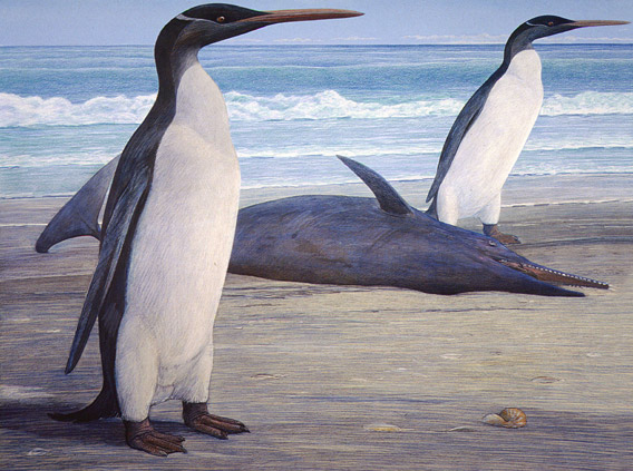 Two Kairuku penguins come ashore, passing a stranded Waipatia dolphin. Artwork by Chris Gaskin, owner and copyright owner: Geology Museum, University of Otago.