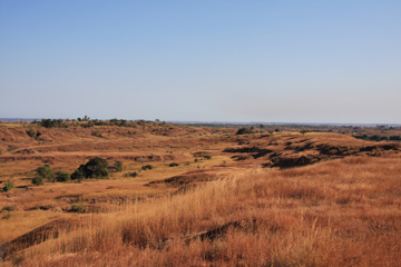  Where forest has been burnt down, savannah dominates Madagascar’s landscape. This habitat offers grazing ground for many zebus but its biodiversity is low. Very few native species manage to survive in savannah habitat, mainly generalizers, such as birds and insects.Photo © Melanie Dammhahn.