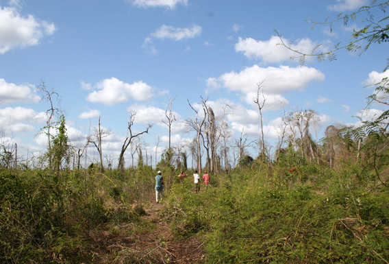  Forest in proximity to human settlements is often vastly degraded after fires, timber removal and introduction of nonnative plants. In these degraded areas biodiversity is reduced to insects and commensal species. Lemurs and fossas do not find suitable habitat here. Photo © Melanie Dammhahn.