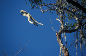  Sifakas are very agile lemurs, which can make far distance leaps between trees. Hunting them is hardly possible for a single fossa, but when several fossas unite to hunt cooperatively, sifakas don’t stand a chance. Photo © Melanie Dammhahn.