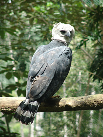 Harpy eagle in project area. Photo courtesy of William Laurance.  