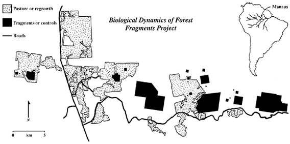 Map of the site of the The Biological Dynamics of Forest Fragments Project (BDFFP). Map courtesy of: W.F. Laurance et al. / Biological Conservation 144 (2011) 56–67.