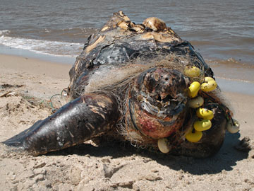 Critically Endangered leatherback sea turtle netted by ghost fishing, i.e. injured or killed by nets discarded in the sea by fishermen. Photo by: A. Fallabrino.   