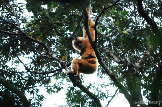 photo of Gibbon species pushed towards extinction as island loses its trees image