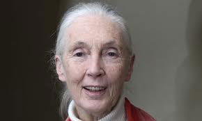 Dr. Jane Goodall. Photo courtesy of the Jane Goodall Institute.    