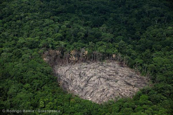 Deforestation in areas neighboring the pig iron cluster in Marabá, Pará state. Photo by: Rodrigo Baliea/Greenpeace.