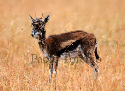 Beyond bizarre strange hairy antelope photographed in Kenya